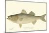 Striped Bass-Denton-Mounted Art Print