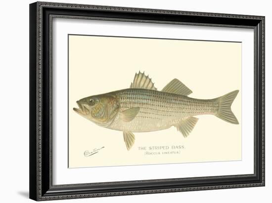 Striped Bass-Denton-Framed Art Print