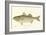 Striped Bass-Denton-Framed Premium Giclee Print