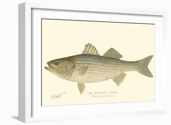 Striped Bass-Denton-Framed Premium Giclee Print