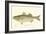 Striped Bass-Denton-Framed Premium Giclee Print