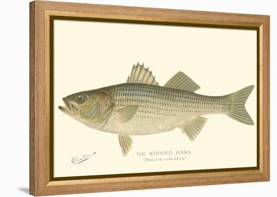 Striped Bass-Denton-Framed Stretched Canvas