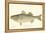 Striped Bass-Denton-Framed Stretched Canvas