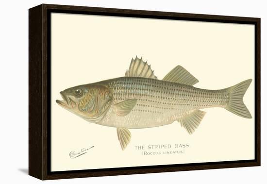 Striped Bass-Denton-Framed Stretched Canvas