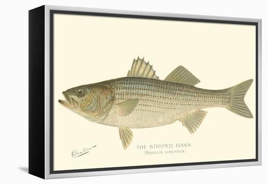 Striped Bass-Denton-Framed Stretched Canvas