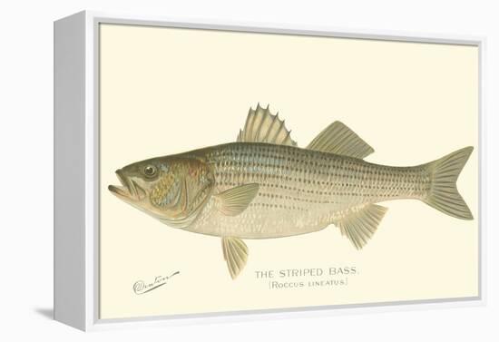 Striped Bass-Denton-Framed Stretched Canvas