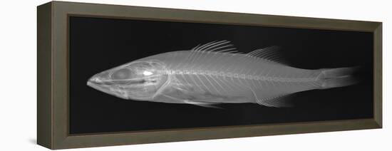 Striped Bass-Sandra J. Raredon-Framed Stretched Canvas