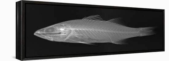 Striped Bass-Sandra J. Raredon-Framed Stretched Canvas