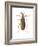 Striped Blister Beetle (Epicauta Vittata), Insects-Encyclopaedia Britannica-Framed Art Print