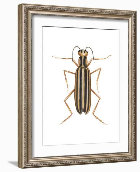 Striped Blister Beetle (Epicauta Vittata), Insects-Encyclopaedia Britannica-Framed Art Print