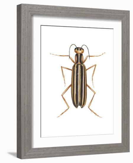 Striped Blister Beetle (Epicauta Vittata), Insects-Encyclopaedia Britannica-Framed Art Print