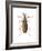 Striped Blister Beetle (Epicauta Vittata), Insects-Encyclopaedia Britannica-Framed Art Print