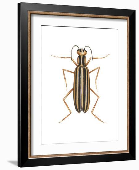 Striped Blister Beetle (Epicauta Vittata), Insects-Encyclopaedia Britannica-Framed Art Print