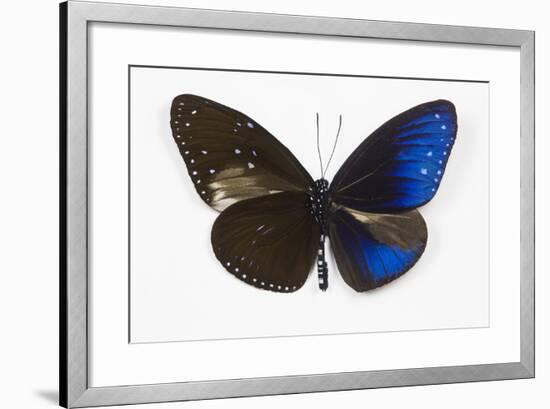 Striped Blue Crow Butterfly, Comparing to Wing and Bottom Wing-Darrell Gulin-Framed Photographic Print