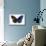 Striped Blue Crow Butterfly, Comparing to Wing and Bottom Wing-Darrell Gulin-Mounted Photographic Print displayed on a wall