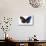 Striped Blue Crow Butterfly, Comparing to Wing and Bottom Wing-Darrell Gulin-Mounted Photographic Print displayed on a wall