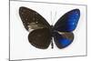 Striped Blue Crow Butterfly, Comparing to Wing and Bottom Wing-Darrell Gulin-Mounted Photographic Print