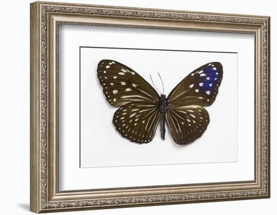 Striped Blue Crow Butterfly Female, Comparing the Top and Bottom Wings-Darrell Gulin-Framed Photographic Print