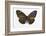 Striped Blue Crow Butterfly Female, Comparing the Top and Bottom Wings-Darrell Gulin-Framed Photographic Print