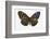 Striped Blue Crow Butterfly Female, Comparing the Top and Bottom Wings-Darrell Gulin-Framed Photographic Print