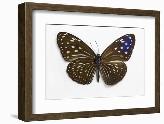 Striped Blue Crow Butterfly Female, Comparing the Top and Bottom Wings-Darrell Gulin-Framed Photographic Print