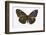 Striped Blue Crow Butterfly Female, Comparing the Top and Bottom Wings-Darrell Gulin-Framed Photographic Print