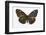 Striped Blue Crow Butterfly Female, Comparing the Top and Bottom Wings-Darrell Gulin-Framed Photographic Print