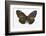 Striped Blue Crow Butterfly Female, Comparing the Top and Bottom Wings-Darrell Gulin-Framed Photographic Print