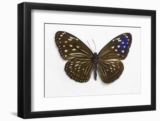 Striped Blue Crow Butterfly Female, Comparing the Top and Bottom Wings-Darrell Gulin-Framed Photographic Print