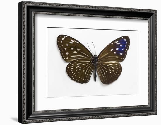 Striped Blue Crow Butterfly Female, Comparing the Top and Bottom Wings-Darrell Gulin-Framed Photographic Print