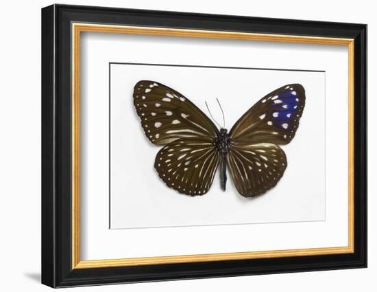 Striped Blue Crow Butterfly Female, Comparing the Top and Bottom Wings-Darrell Gulin-Framed Photographic Print