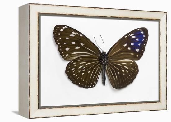 Striped Blue Crow Butterfly Female, Comparing the Top and Bottom Wings-Darrell Gulin-Framed Premier Image Canvas