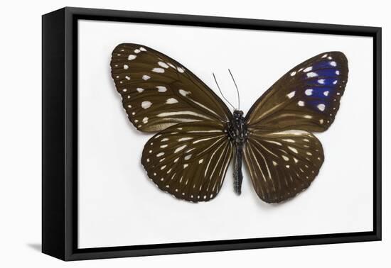 Striped Blue Crow Butterfly Female, Comparing the Top and Bottom Wings-Darrell Gulin-Framed Premier Image Canvas