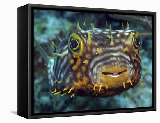 Striped Burrfish On Caribbean Reef-Stocktrek Images-Framed Premier Image Canvas