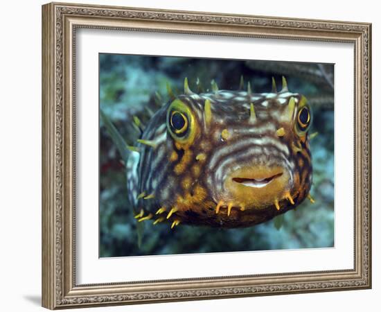 Striped Burrfish On Caribbean Reef-Stocktrek Images-Framed Photographic Print