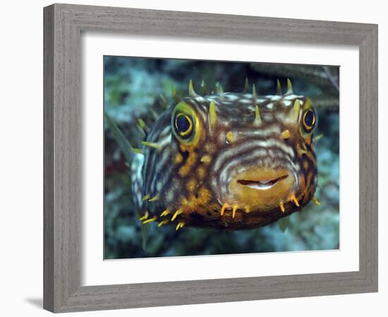 Striped Burrfish On Caribbean Reef-Stocktrek Images-Framed Photographic Print