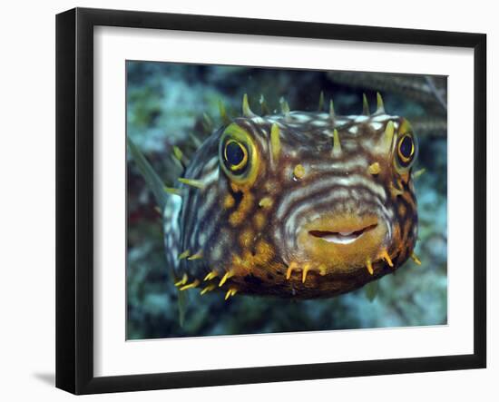 Striped Burrfish On Caribbean Reef-Stocktrek Images-Framed Photographic Print