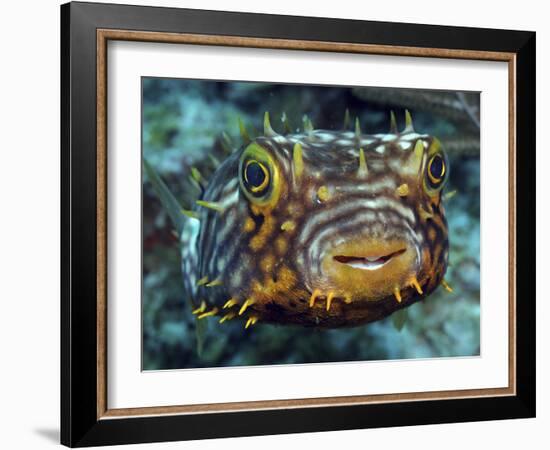 Striped Burrfish On Caribbean Reef-Stocktrek Images-Framed Photographic Print