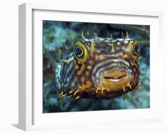 Striped Burrfish On Caribbean Reef-Stocktrek Images-Framed Photographic Print