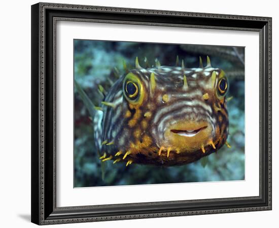 Striped Burrfish On Caribbean Reef-Stocktrek Images-Framed Photographic Print