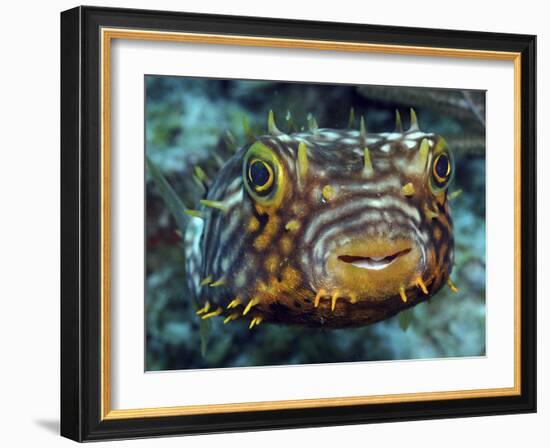 Striped Burrfish On Caribbean Reef-Stocktrek Images-Framed Photographic Print