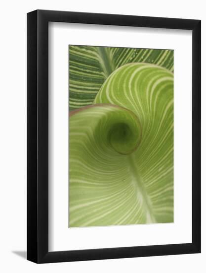 Striped Canna Leaf Abstract-Anna Miller-Framed Photographic Print