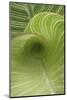 Striped Canna Leaf Abstract-Anna Miller-Mounted Photographic Print