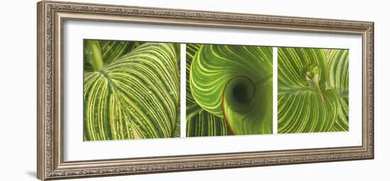 Striped Canna Leaf Triptych-Anna Miller-Framed Photographic Print