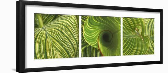 Striped Canna Leaf Triptych-Anna Miller-Framed Photographic Print