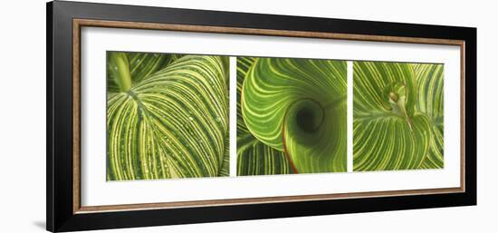 Striped Canna Leaf Triptych-Anna Miller-Framed Photographic Print