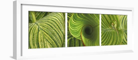 Striped Canna Leaf Triptych-Anna Miller-Framed Photographic Print