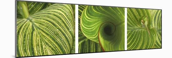 Striped Canna Leaf Triptych-Anna Miller-Mounted Photographic Print