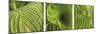 Striped Canna Leaf Triptych-Anna Miller-Mounted Photographic Print