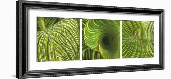 Striped Canna Leaf Triptych-Anna Miller-Framed Photographic Print